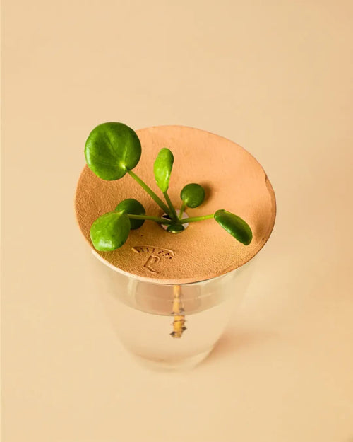 Plato de Germinación Terracota para Esquejes - Pur Plant