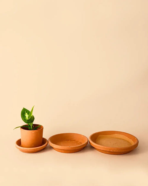 Plato de Maceta Terracota 14cm - Pur Plant