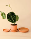 Plato de Maceta Terracota 18cm - Pur Plant