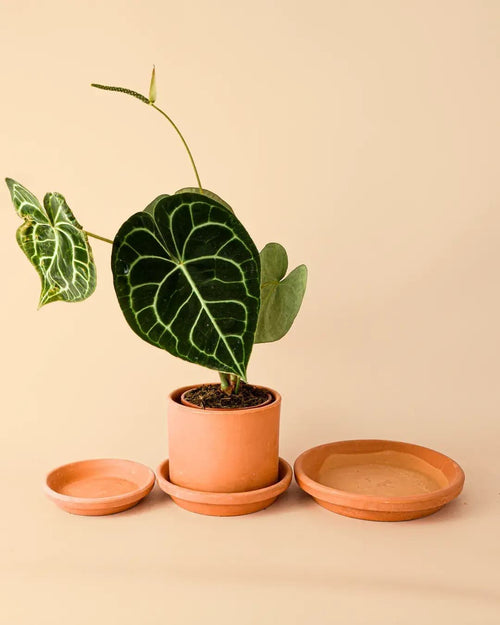 Plato de Maceta Terracota 18cm - Pur Plant