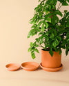 Plato de Maceta Terracota 22cm - Pur Plant