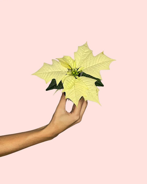 Poinsettia Blanca Mini
