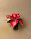 Poinsettia Fusion Mini - Pur Plant