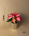 Poinsettia Fusion Mini - Pur Plant