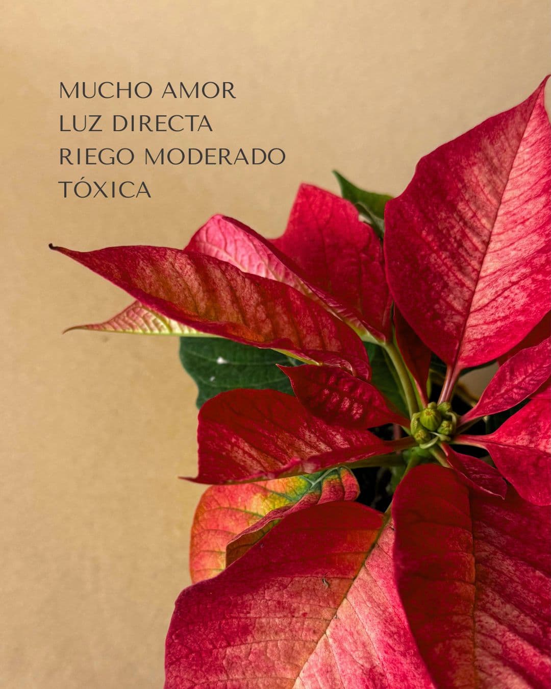 Poinsettia Fusion Mini - Pur Plant