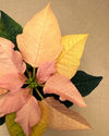 Poinsettia Rosa Mini - Pur Plant