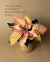 Poinsettia Rosa Mini - Pur Plant