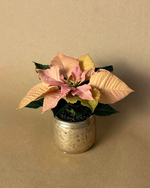 Poinsettia Rosa Mini