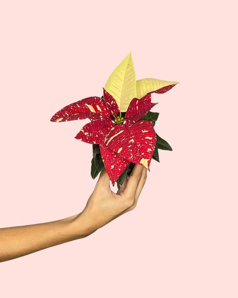 Poinsettia Variegada Mini