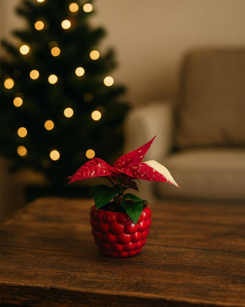 Poinsettia Variegada Mini - Pur Plant