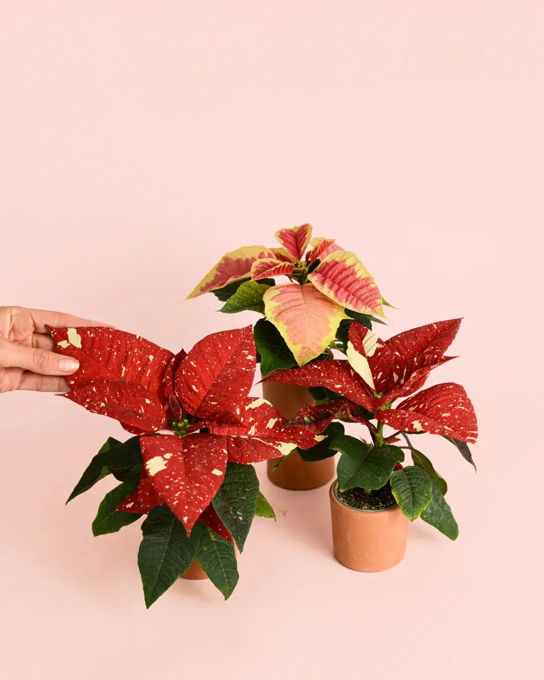 ponsettia-variegada-fusion-navidad-pascua