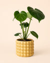 Poppy – Maceta Cerámica Salmón M 12 cm - Pur Plant