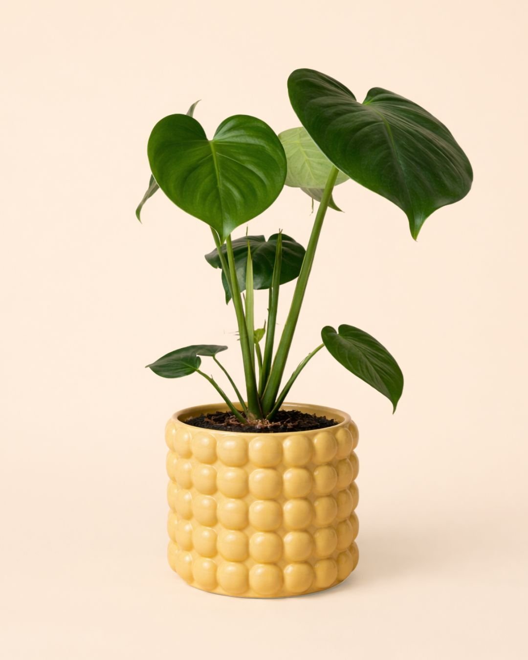 Poppy – Maceta Cerámica Salmón M 12 cm - Pur Plant