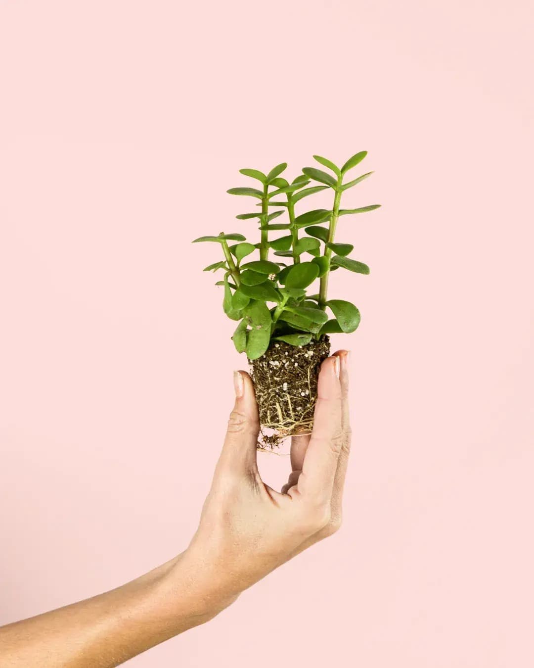 Portulacaria Afra Mini - Pur Plant
