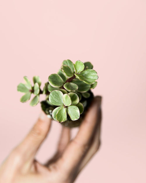 Portulacaria Afra Variegata Mini - Pur Plant