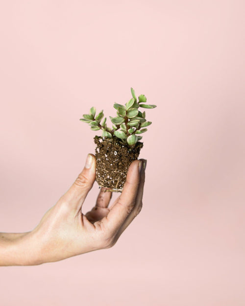 Portulacaria Afra Variegata Mini - Pur Plant