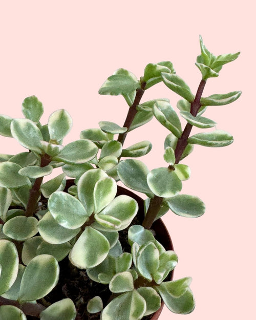 Portulacaria Afra Variegata M