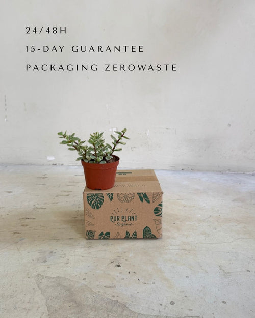 Portulacaria Afra Variegata M