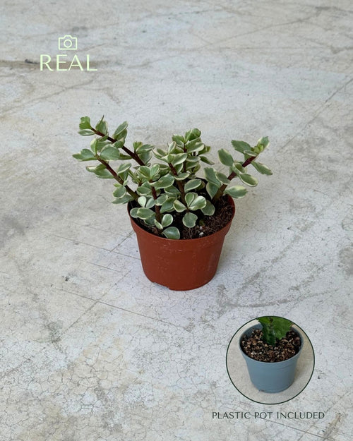 Portulacaria Afra Variegata M