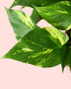 Potho con Tutor M - Pur Plant