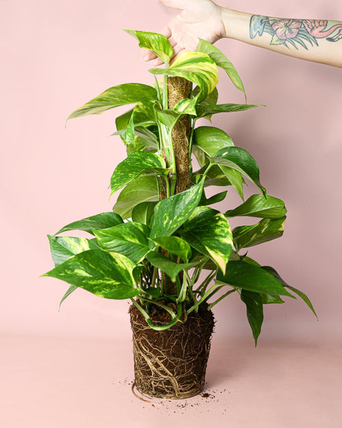 Potho con Tutor M - Pur Plant