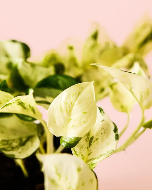 Potho Variegado M - Pur Plant