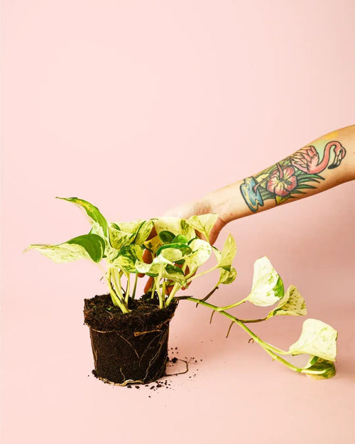 Potho Variegado M - Pur Plant