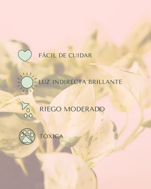 Potho Variegado M - Pur Plant