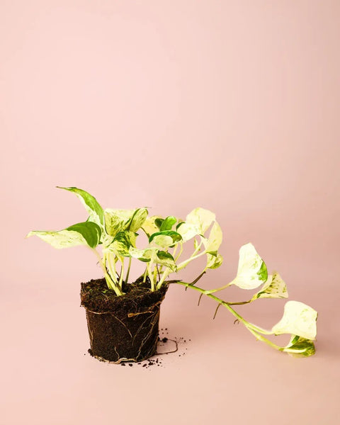 Potho Variegado M