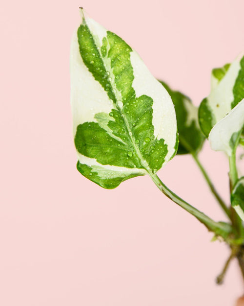 Potho Variegado N´Joy Mini - Pur Plant