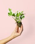 Potho Variegado N´Joy Mini