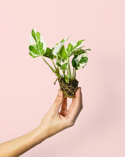 Potho Variegado N'Joy Mini