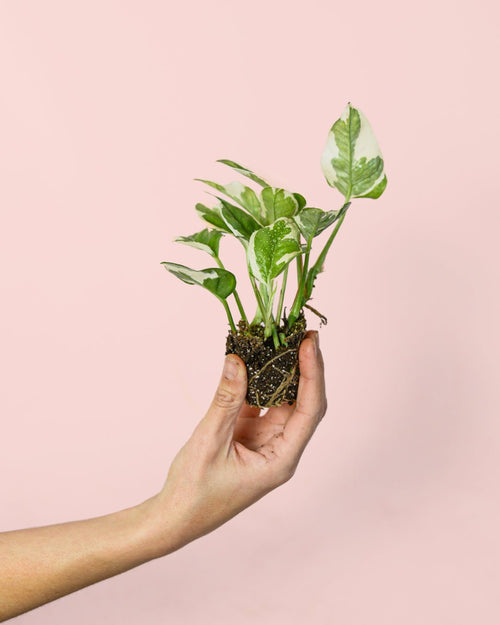 Potho Variegado N´Joy Mini - Pur Plant