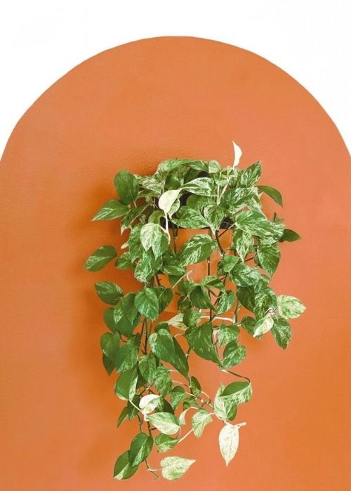 Potho marble queen colgante en interior