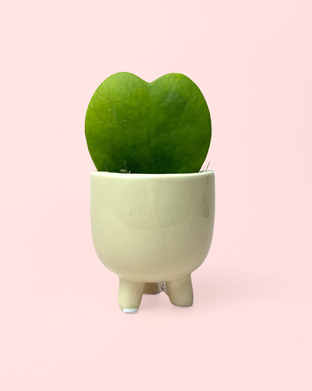 potit-hoya-kerrii_2