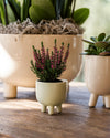 Potit – Mini Maceta Cerámica Beige 6 cm - Pur Plant