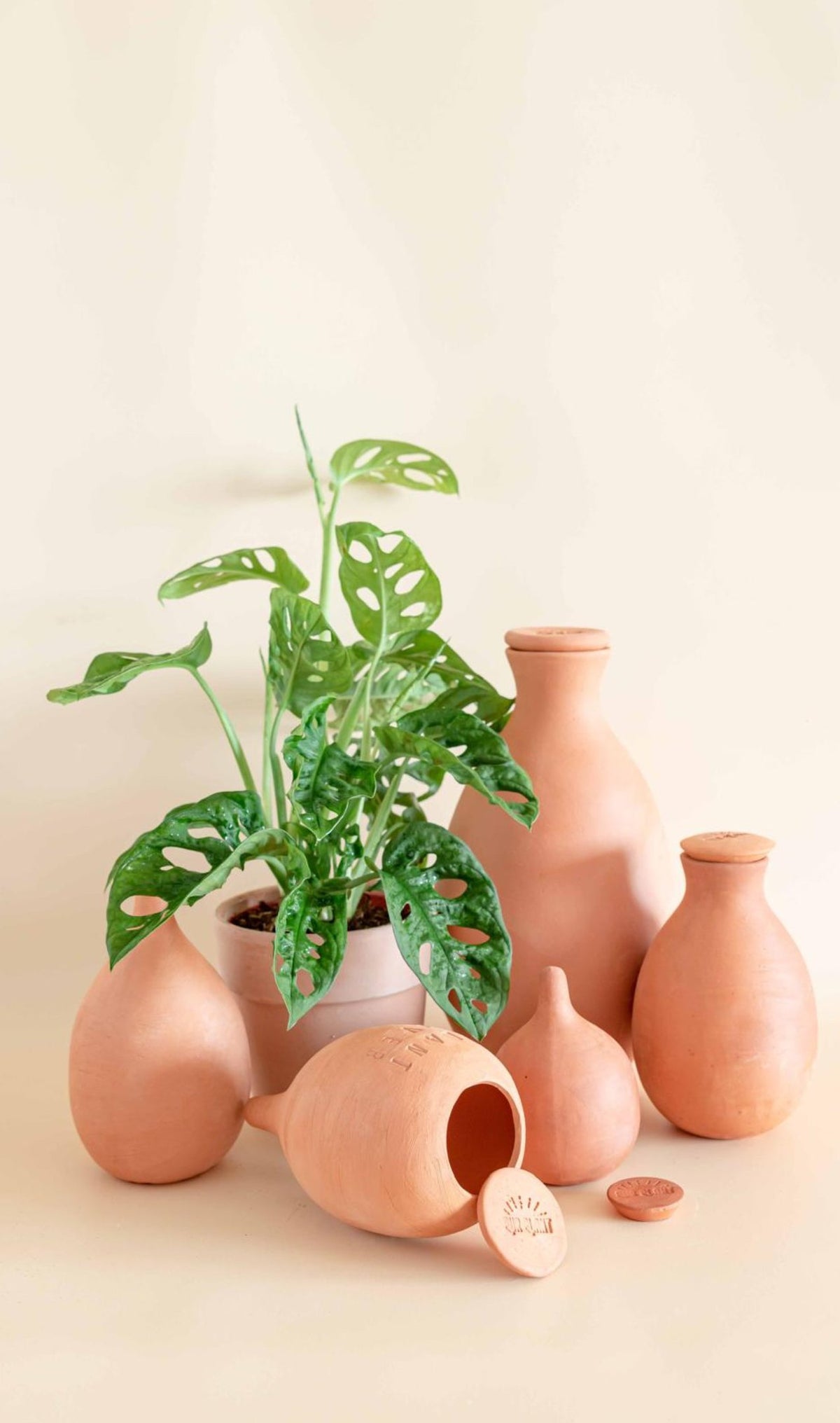Ollas de autorriego de barro de Pur Plant junto a una monstera