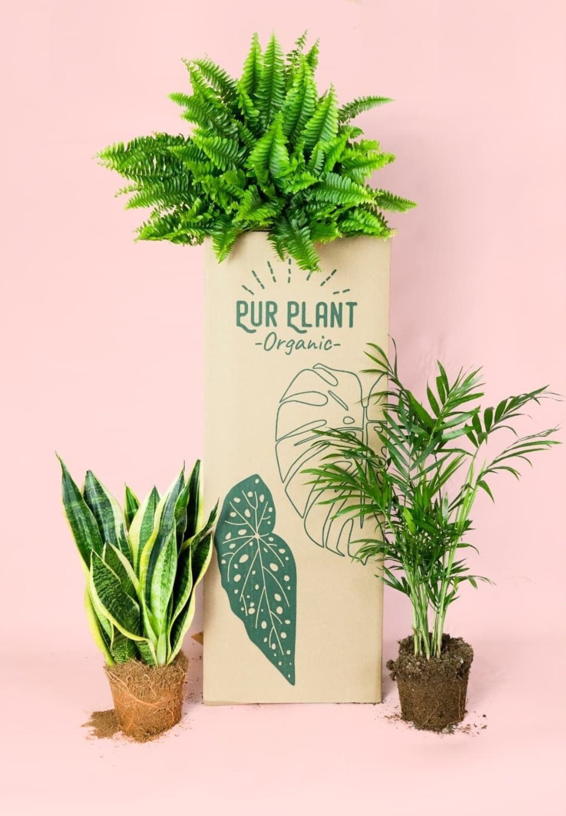Plantas de interior junto a la caja de envío Pur Plant Organic