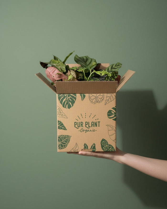 Caja Pur Plant Organic llena de plantas de interior, sostenida con una mano