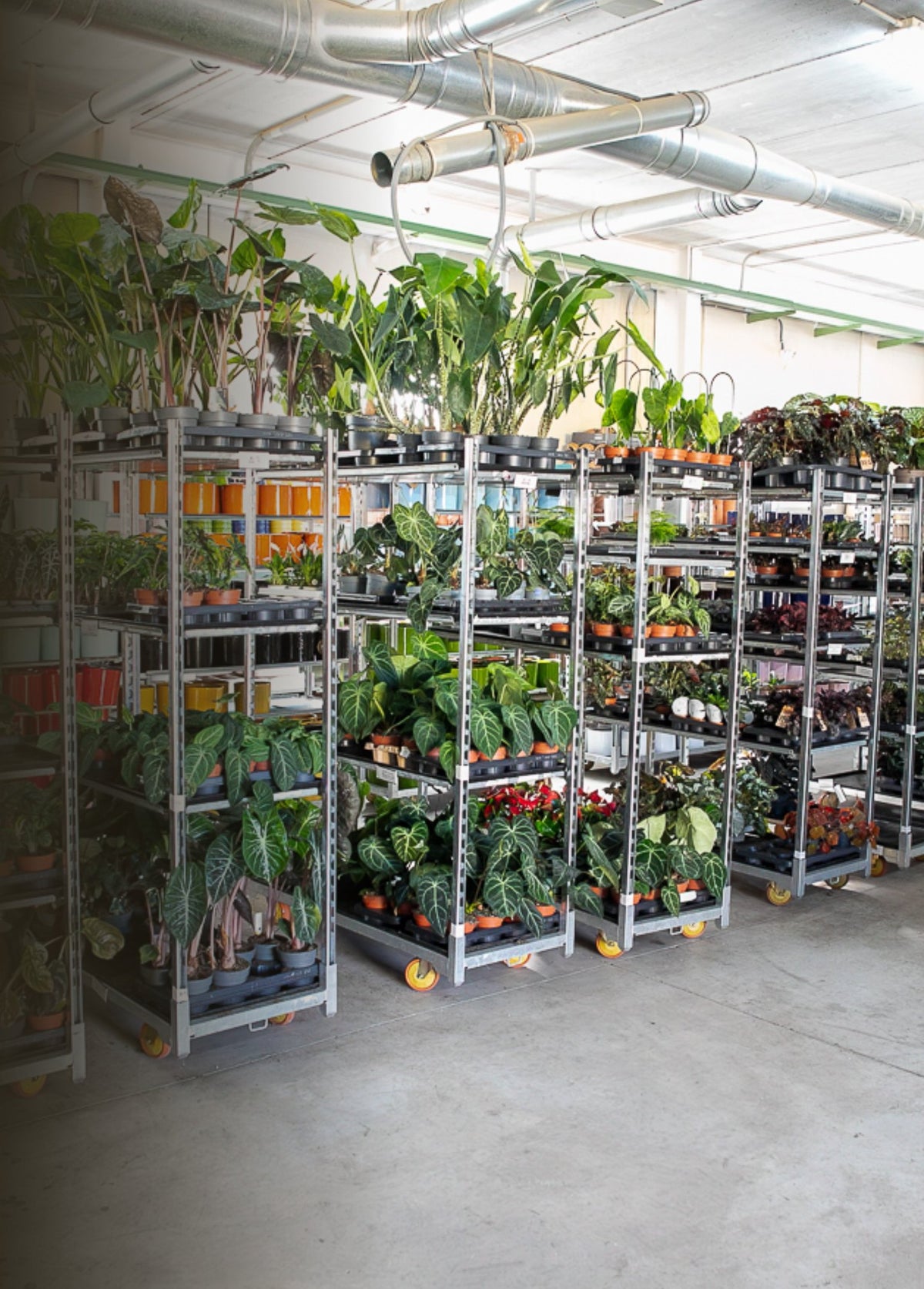 Carros de plantas en la nave de Pur Plant en Elda, listos para preparar pedidos