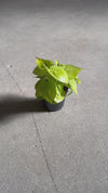 Philodendron Lime M