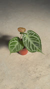 Anthurium Silver Blush M video planta
