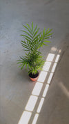Chamaedorea Elegans – Palmera de Salón M