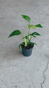 Strelitzia Reginae – Ave del Paraíso M