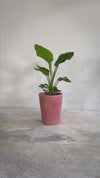 Cubo - Macetero Terracota XL 33 cm
