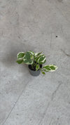 Potho Variegado N'Joy Mini