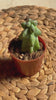 Myrtillocactus - Booby Cactus Mini video