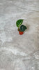 alocasia-black-velvet-mini-video