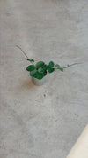 Hoya Mathilde Splash Mini