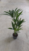 Palmera Kentia L